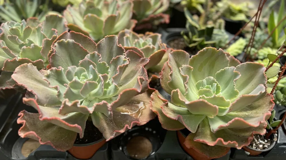 Affordable landscaping services for residential properties in Alexandria, VA by Greenstreet Gardens