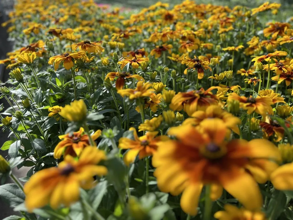 Professional yard cleanup service in Alexandria, VA by Greenstreet Gardens