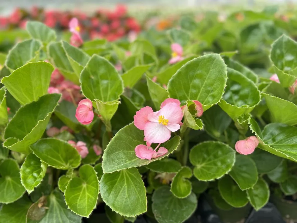 Custom residential landscaping for beautiful yards across Alexandria, VA - Greenstreet Gardens