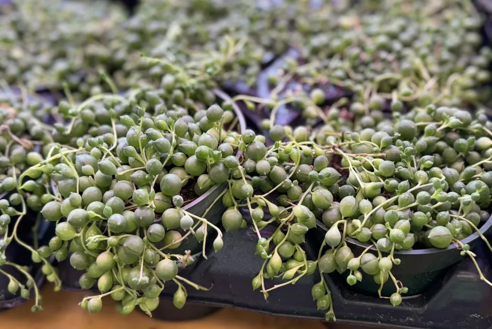 Local residential landscaping in Alexandria, VA - Greenstreet Gardens