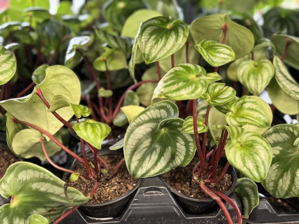 Local landscaping services in Alexandria, VA by Greenstreet Gardens