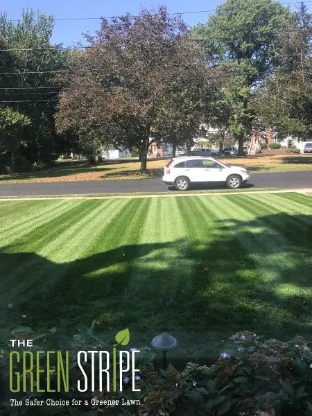 Expert landscaping services for homes in Union, NJ by GreenStripe