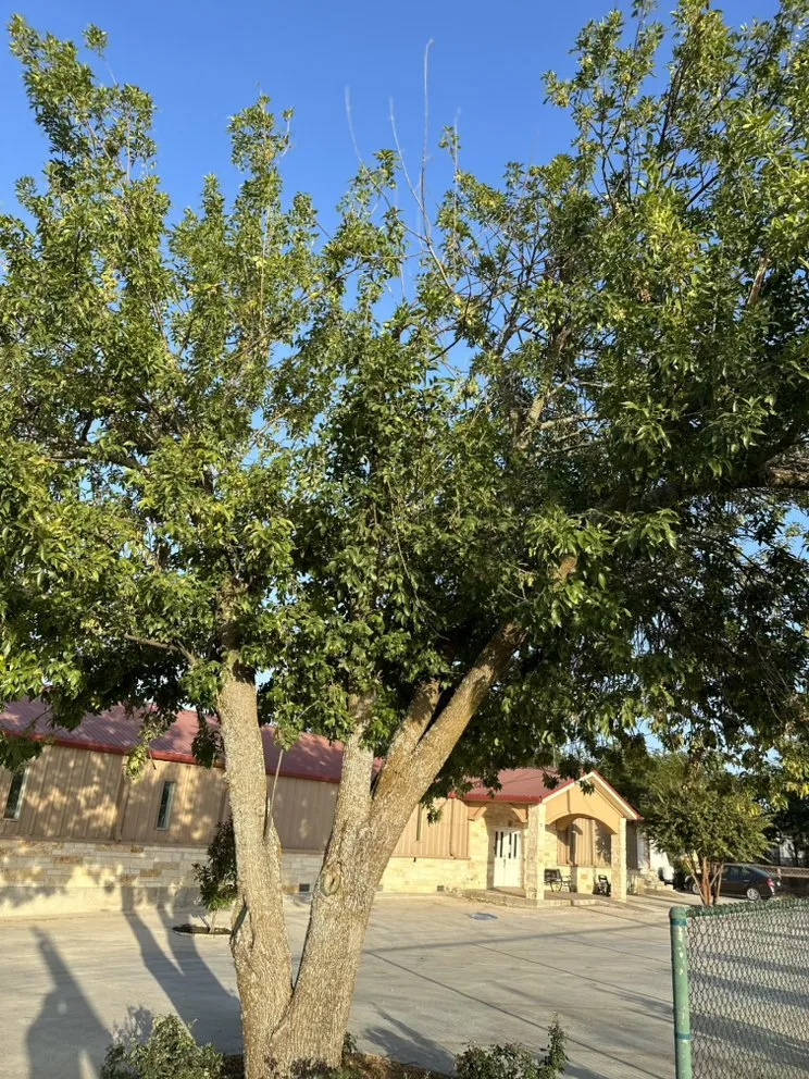 Expert garden landscaping for residential properties in Bartlett, TX by GreenTeam Landscaping