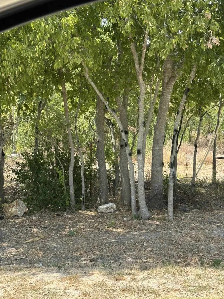 Affordable residential landscaping near you in Bartlett, TX by GreenTeam Landscaping