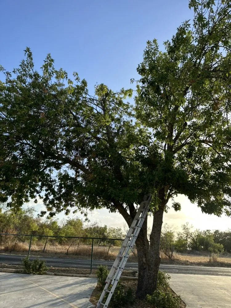 Expert landscaping services for residential properties in Bartlett, TX by GreenTeam Landscaping