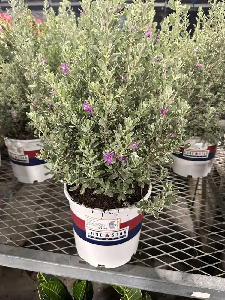 Expert garden landscaping experts serving Bartlett, TX - GreenTeam Landscaping