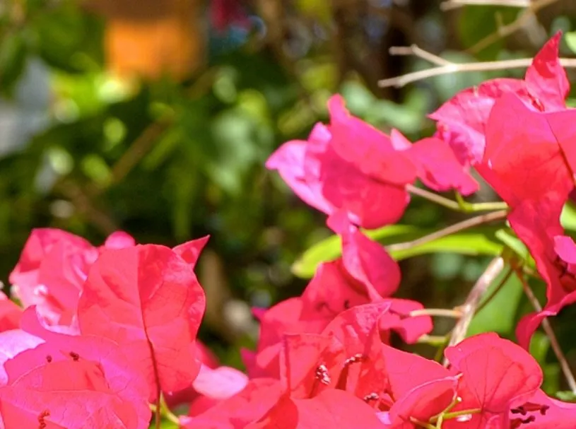 Local garden landscaping with custom design in Sarasota, FL by GreenTech Landscape Management