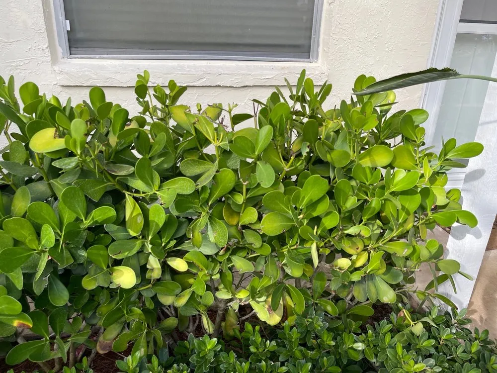 Expert garden landscaping in Lake Worth, FL by Greentech Pest & Fertilization