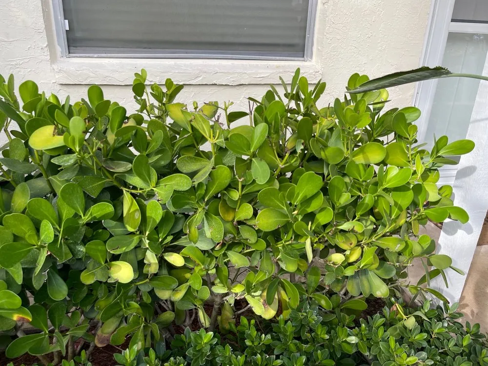 Trusted landscape design in Lake Worth, FL - Greentech Pest & Fertilization