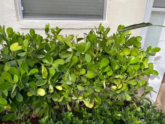 Greentech Pest & Fertilization Logo