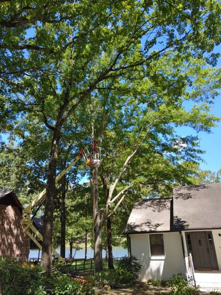 Reliable yard cleanup service in McCalla, AL - Greentech Services