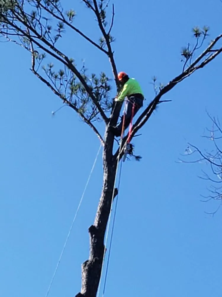 Reliable garden landscaping for homes in McCalla, AL by Greentech Services