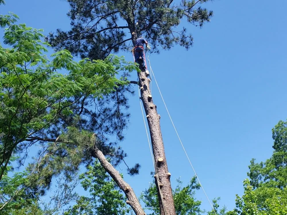 Custom yard maintenance for residential properties across McCalla, AL - Greentech Services