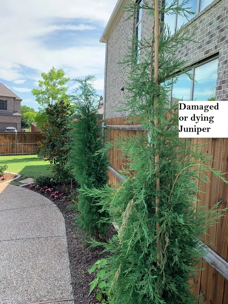 Affordable residential landscaping in Richardson, TX - Greentex Landscaping