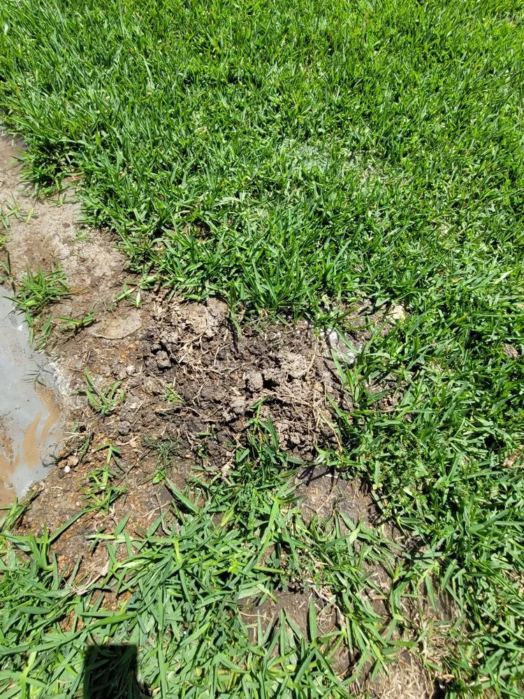 Professional outdoor landscaping for beautiful yards in Houston, TX by Greenthings Artistic Landscape & Design