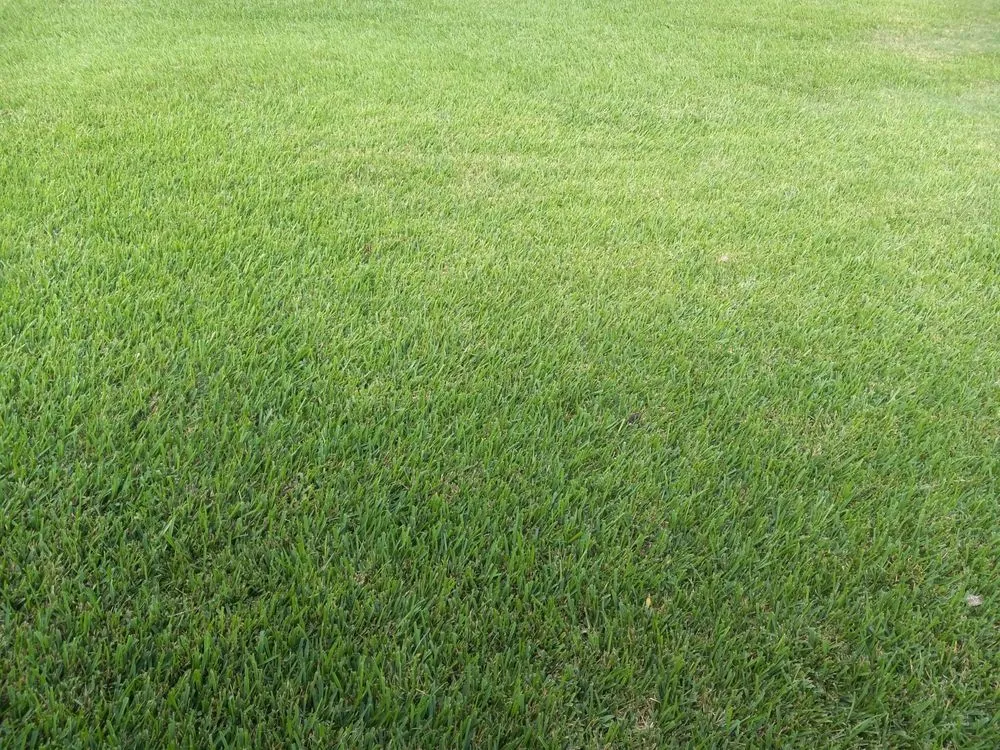 Affordable lawn care service experts serving Houston, TX - Greenthumb Lawn and Pest Services