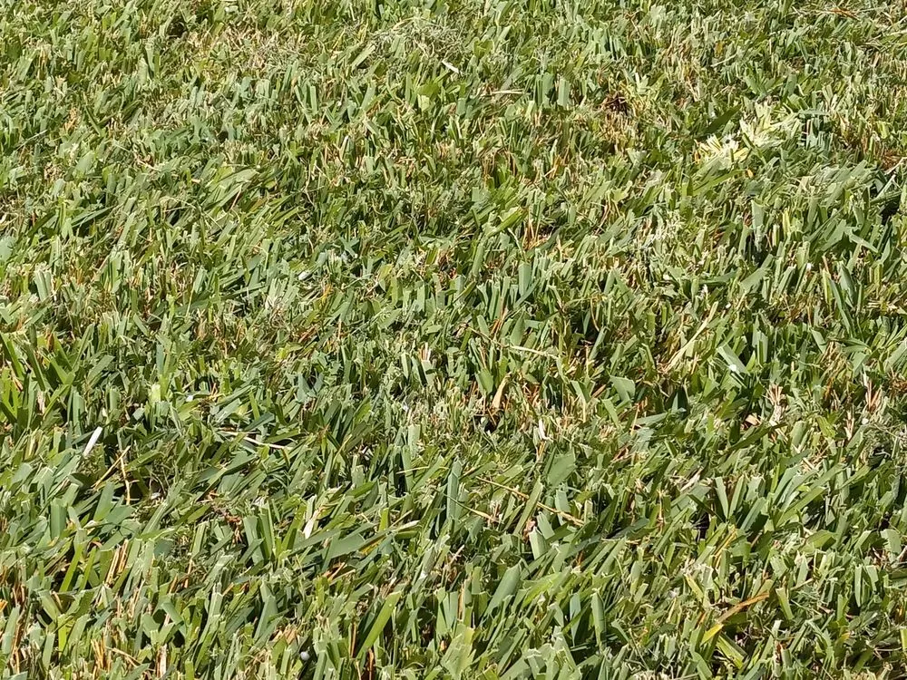 Local yard cleanup service experts serving Houston, TX - Greenthumb Lawn and Pest Services