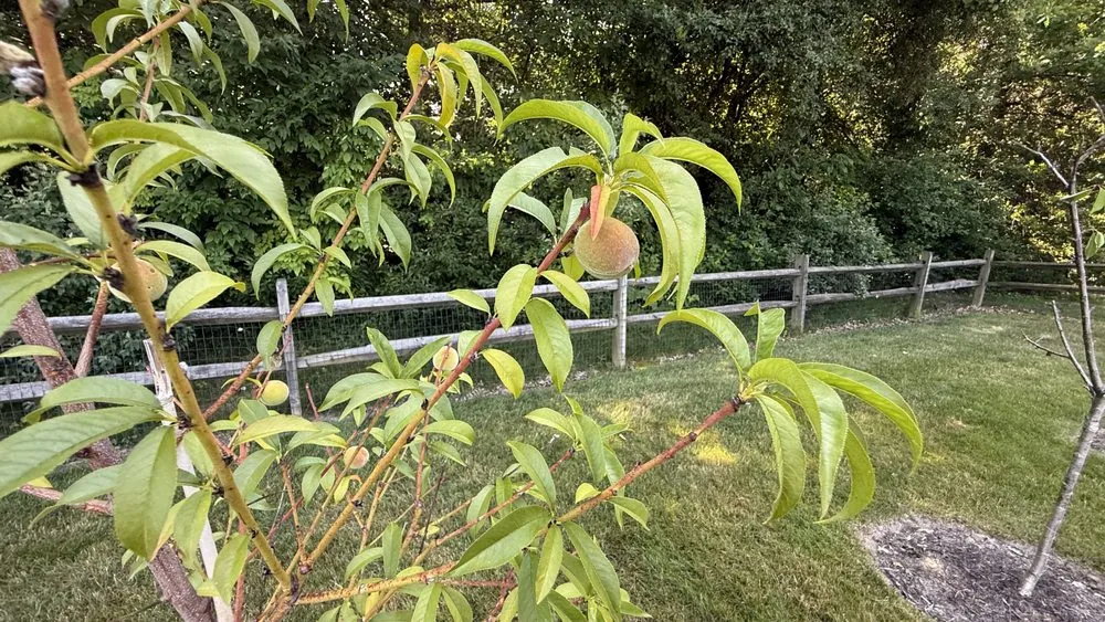 Expert yard maintenance with custom design in Medina, OH by Greentouch Landscaping