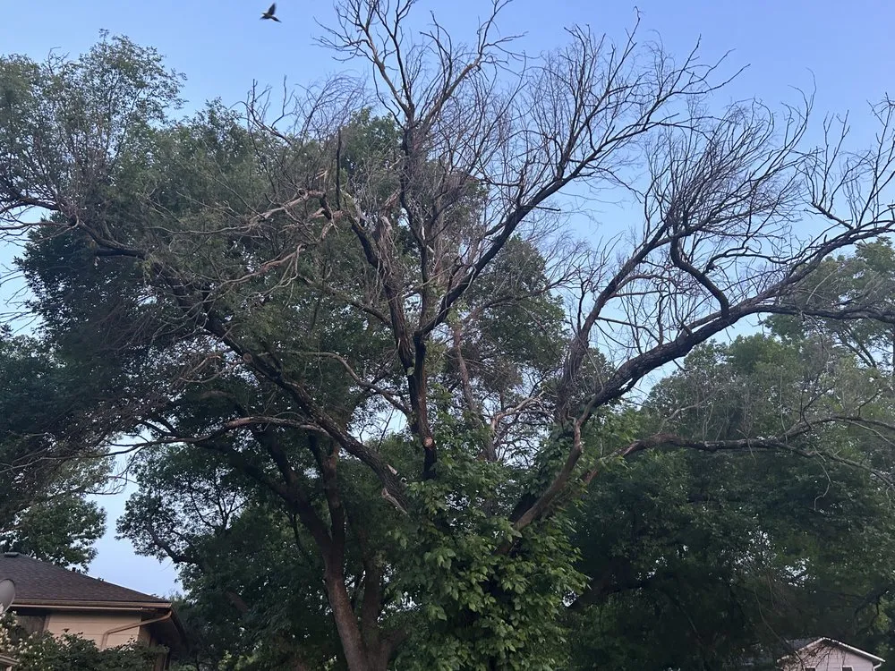 Reliable landscaping services in Topeka, KS - Greentouch Lawn & Tree