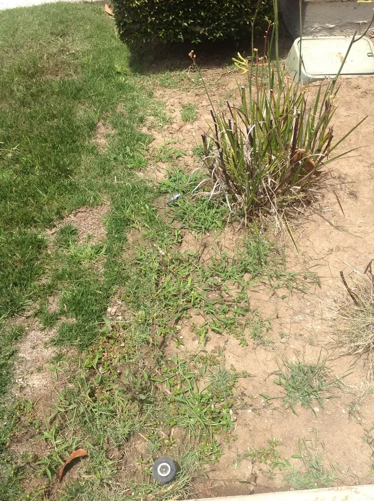 Affordable residential landscaping in Los Angeles, CA - GreenTree Landscaping