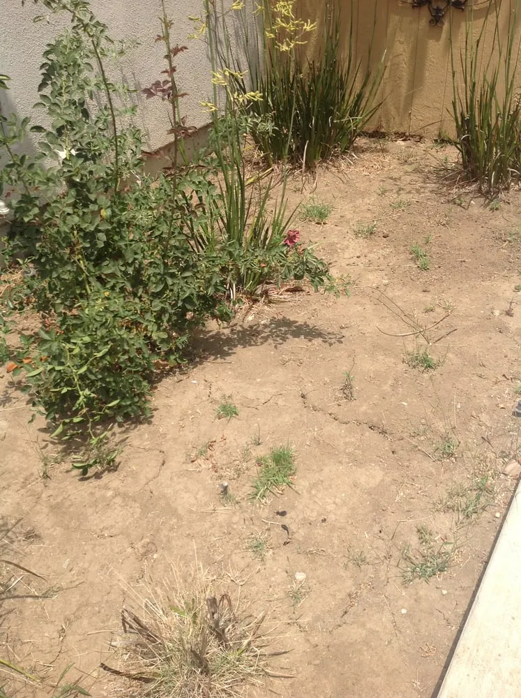 Affordable lawn care service with custom design in Los Angeles, CA by GreenTree Landscaping