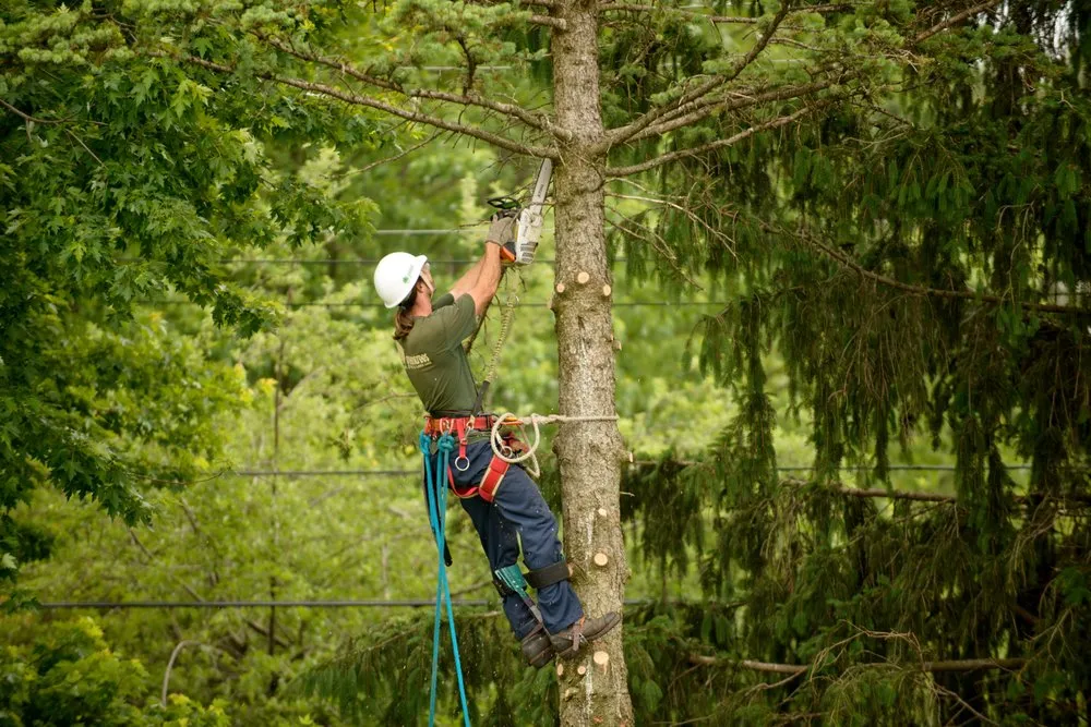 Trusted landscape design near you across Rochester Hills, MI - Greentrees
