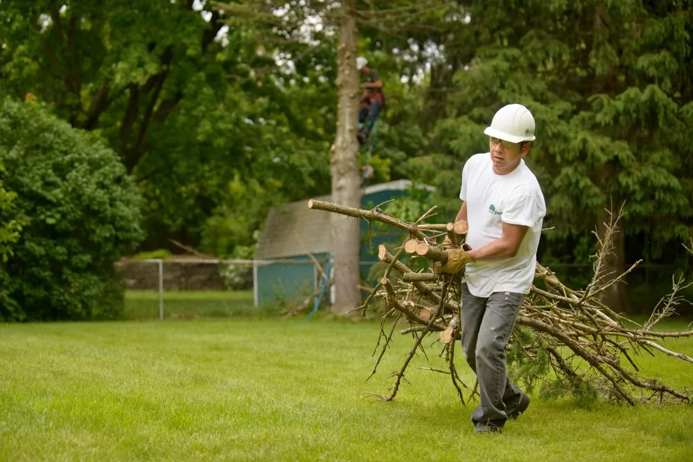 Reliable yard cleanup service for year-round maintenance across Rochester Hills, MI - Greentrees