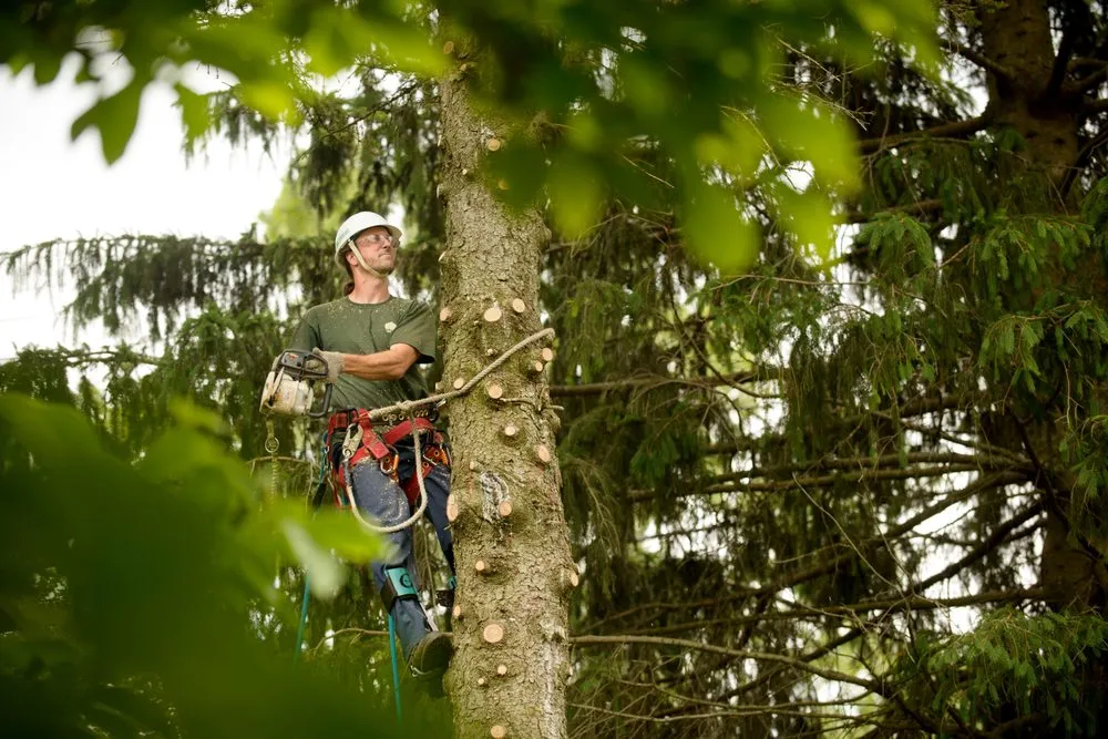 Top-rated landscape installation experts serving Rochester Hills, MI - Greentrees