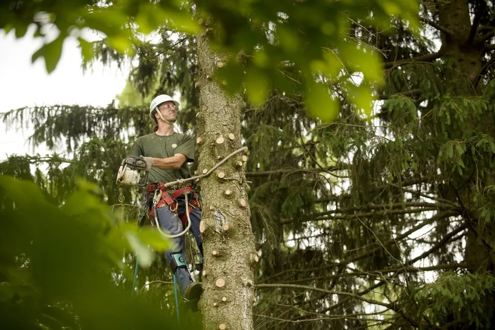 Expert lawn care service experts serving Rochester Hills, MI - Greentrees