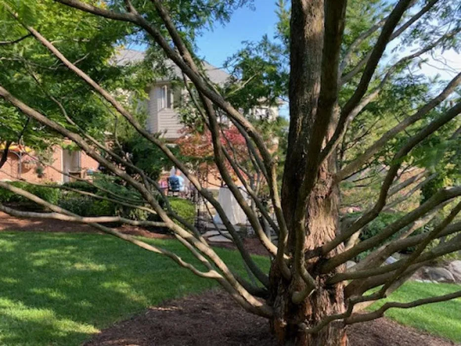 Affordable landscape design near you across Rochester Hills, MI - Greentrees