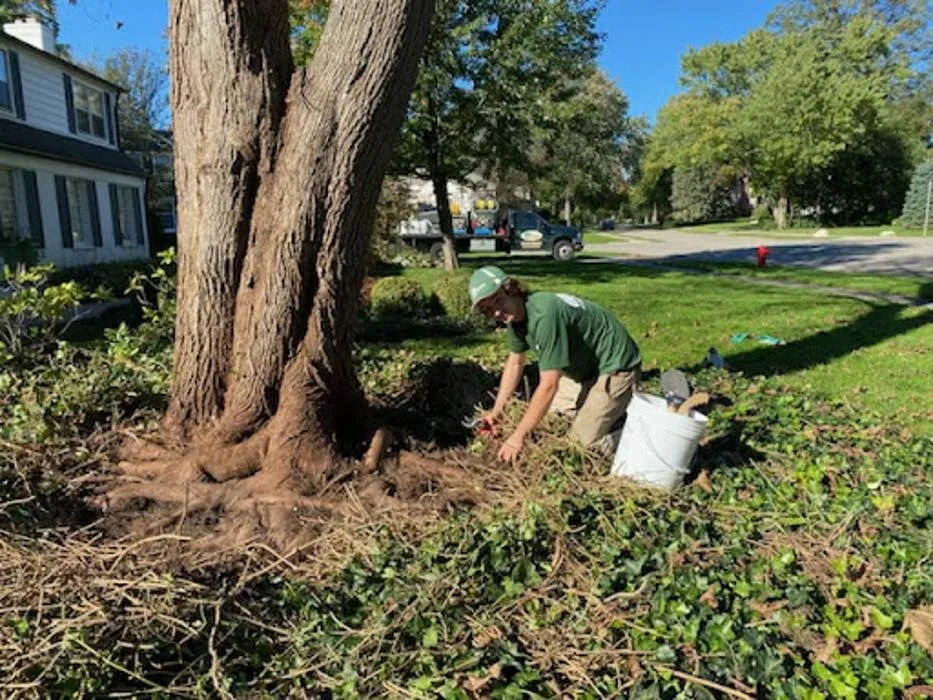 Affordable landscape installation in Rochester Hills, MI by Greentrees