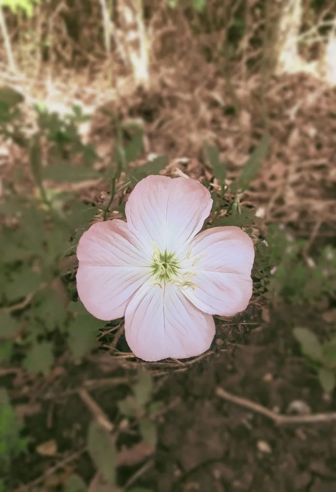 Trusted landscape design in Austin, TX - Greenvibe Landscape