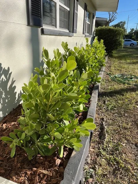 Expert yard cleanup service for year-round maintenance in Tampa, FL by Greenview Fence & Landscape