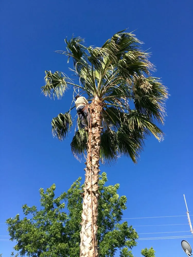 Expert landscaping services in Bakersfield, CA by Greenview Gardening