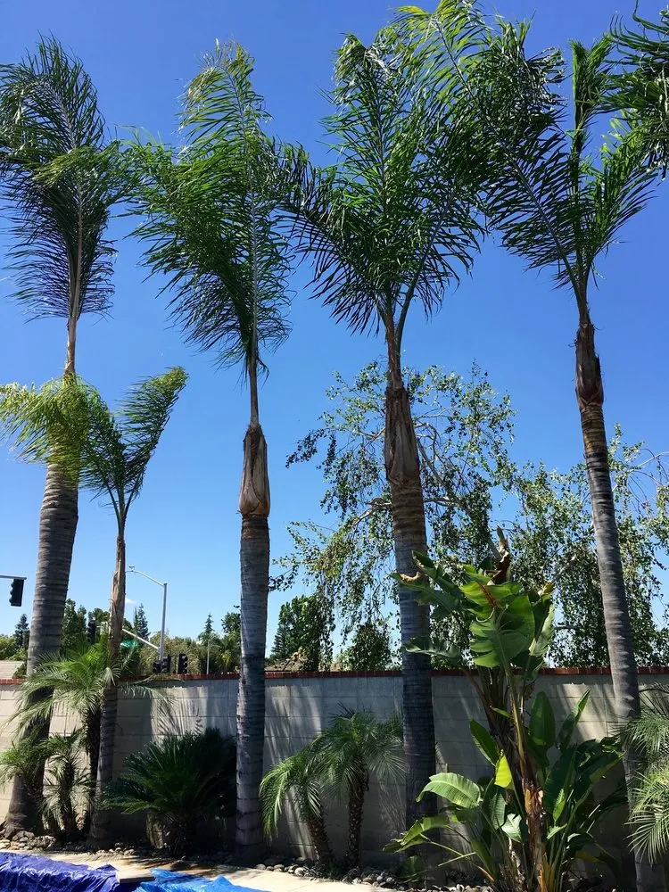 Local lawn care service for homes in Bakersfield, CA by Greenview Gardening