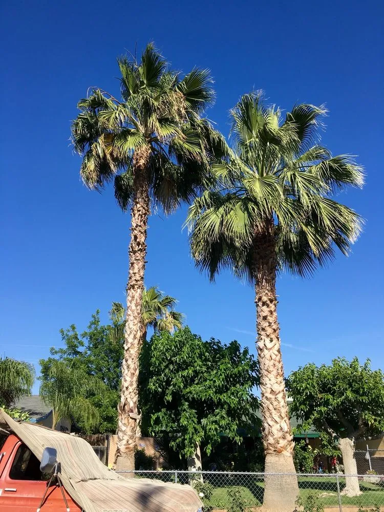 Trusted yard cleanup service in Bakersfield, CA - Greenview Gardening