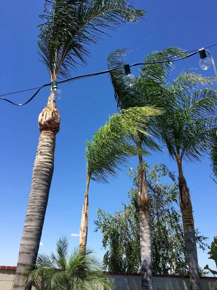 Trusted yard cleanup service for year-round maintenance across Bakersfield, CA - Greenview Gardening