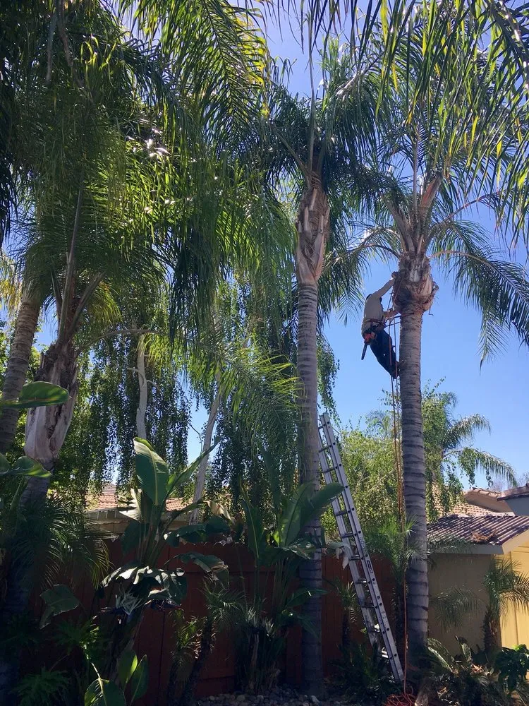 Reliable yard maintenance for residential properties in Bakersfield, CA by Greenview Gardening