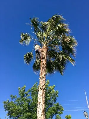 Greenview Gardening Logo