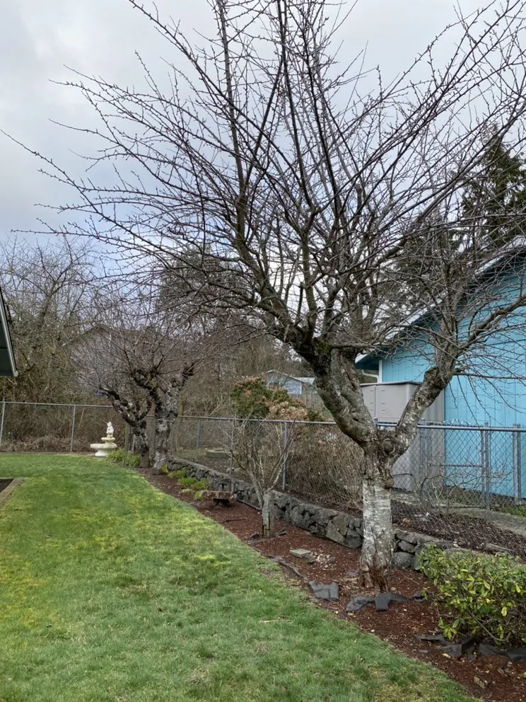 Expert residential landscaping in Bremerton, WA - Greenview general landscaping