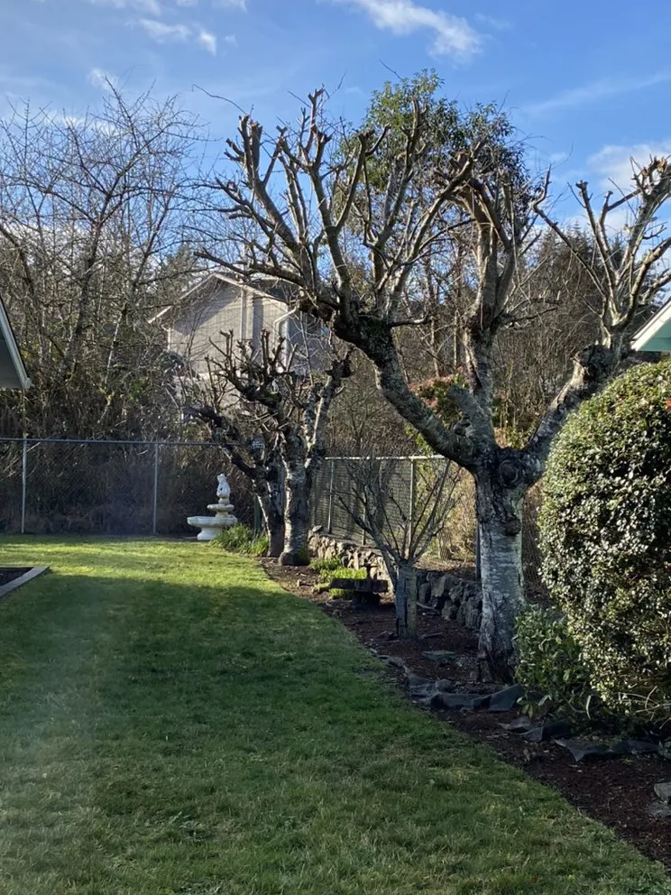 Professional yard maintenance experts serving Bremerton, WA - Greenview general landscaping