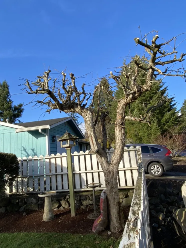 Trusted lawn care service in Bremerton, WA - Greenview general landscaping