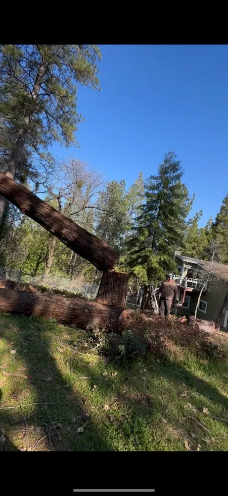 Top-rated yard cleanup service in Camino, CA - Greenview Landscape