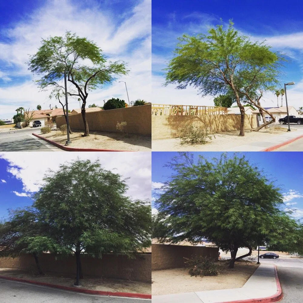 Expert outdoor landscaping experts serving Riverside, CA - Greenview Landscape Management