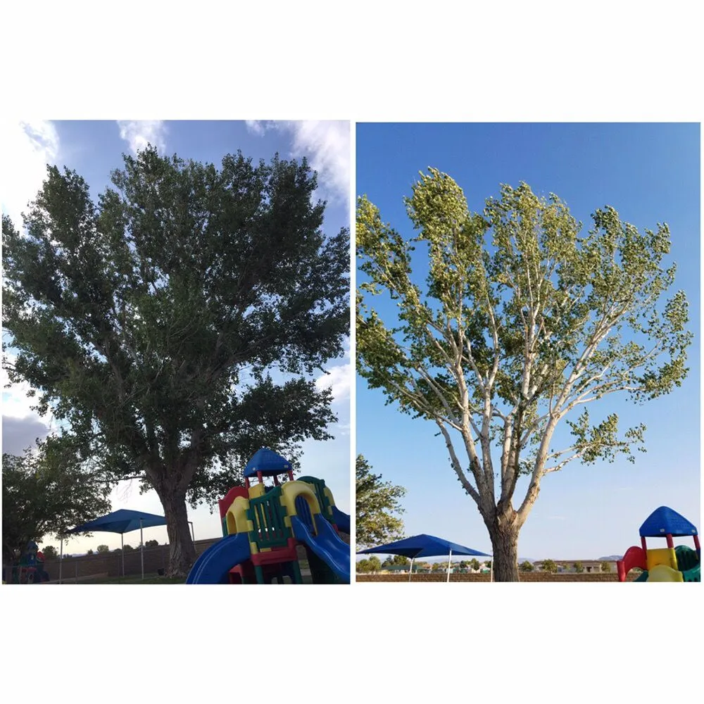 Top-rated lawn mowing service for beautiful yards across Riverside, CA - Greenview Landscape Management