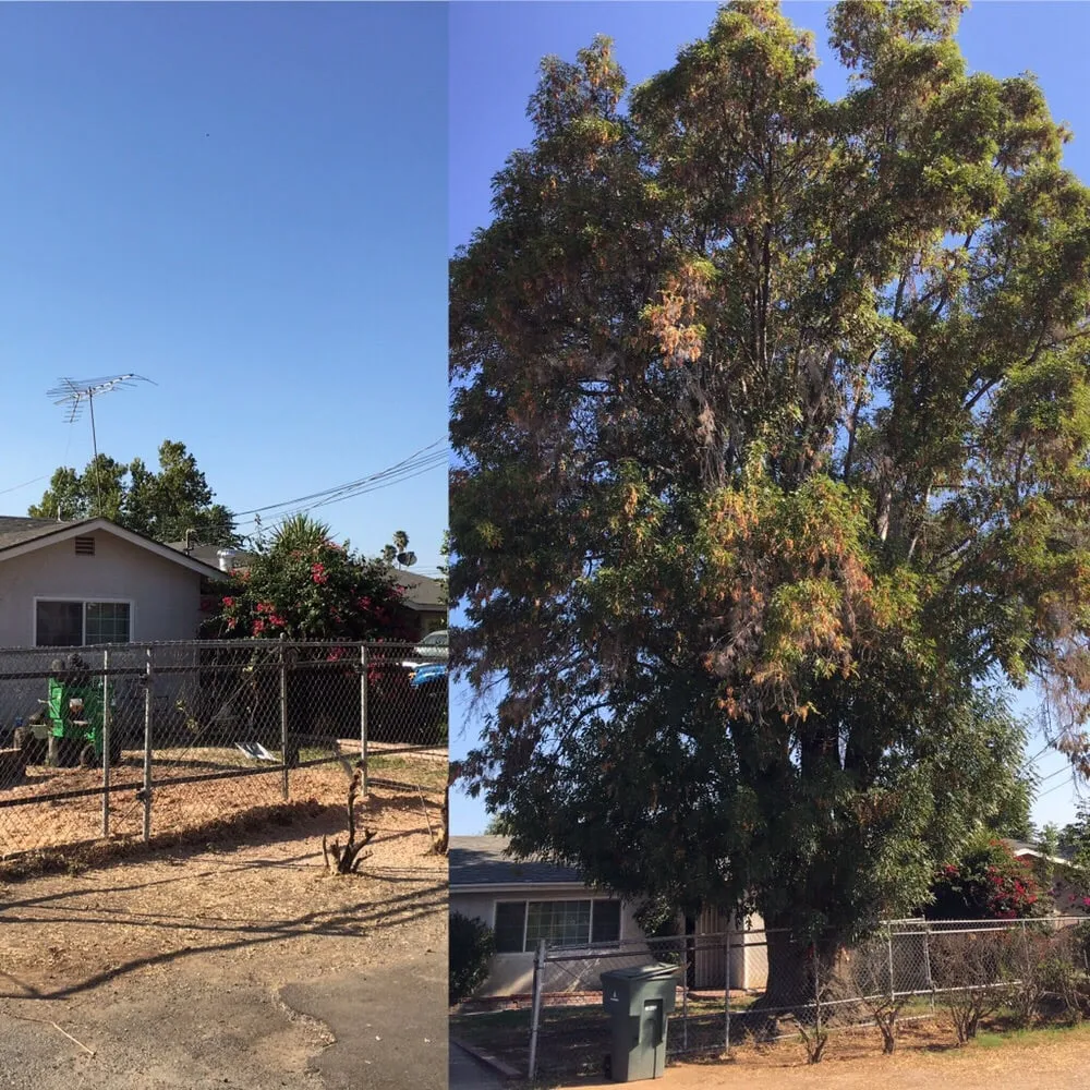 Trusted lawn care service in Riverside, CA by Greenview Landscape Management