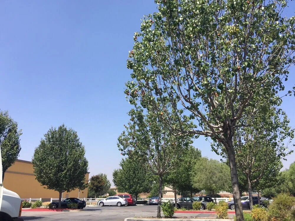 Top-rated lawn care service in Riverside, CA - Greenview Landscape Management