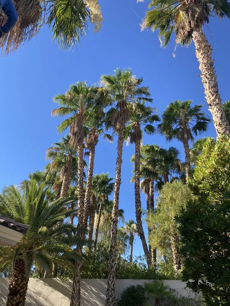 Expert lawn mowing service in Las Vegas, NV - Greenview Landscape Service