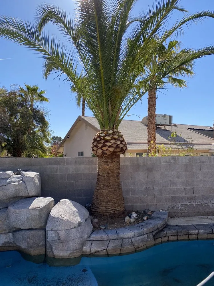 Professional yard cleanup service in Las Vegas, NV - Greenview Landscape Service