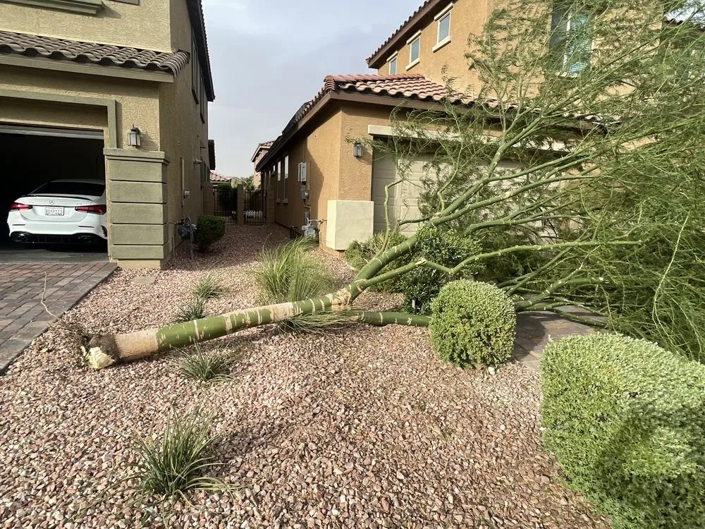 Custom yard maintenance experts serving Las Vegas, NV - Greenview Landscape Service